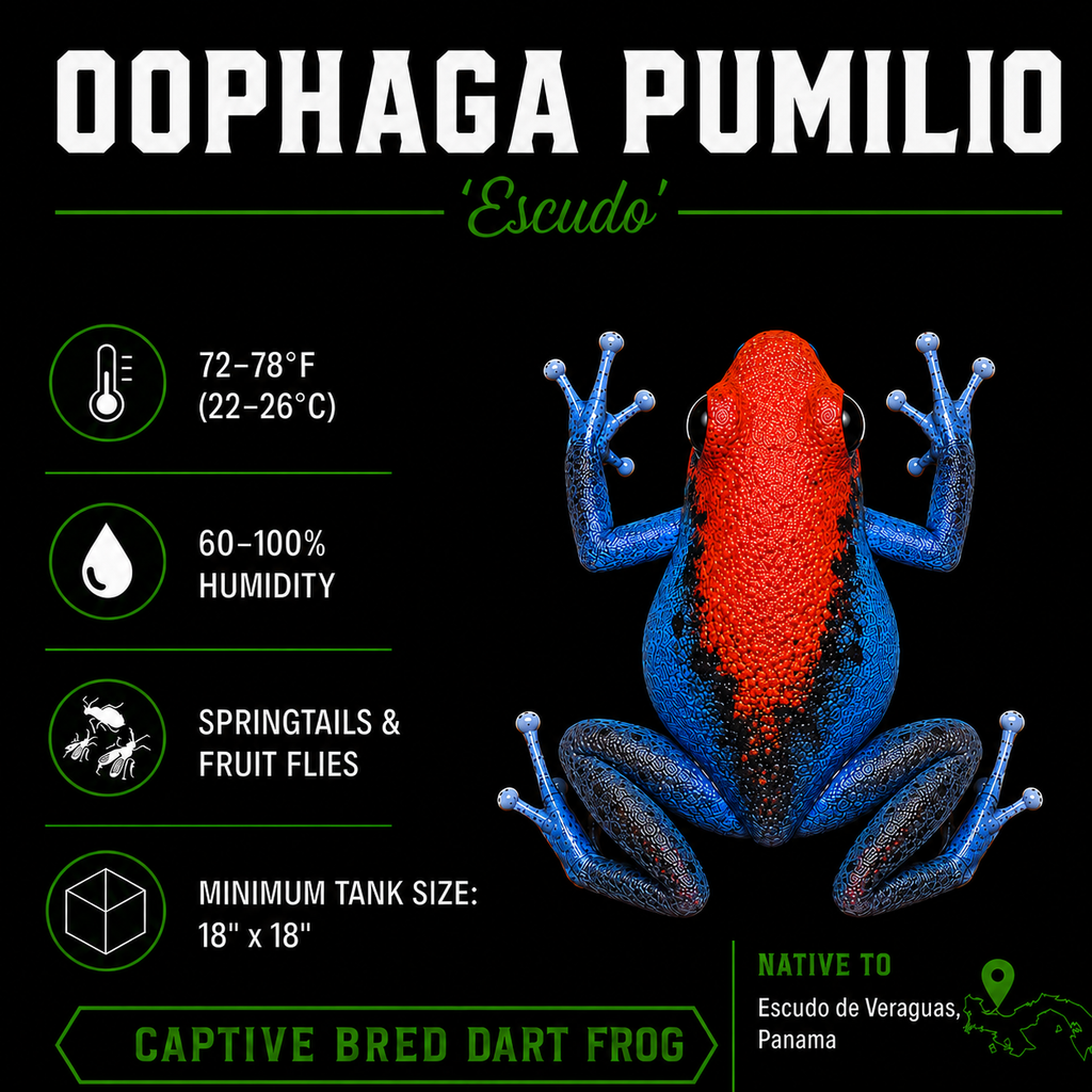 Oophaga pumilio 'Escudo'