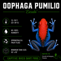 Oophaga pumilio 'Escudo'