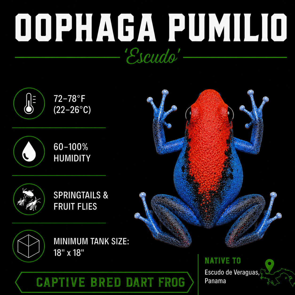 Oophaga pumilio 'Escudo'