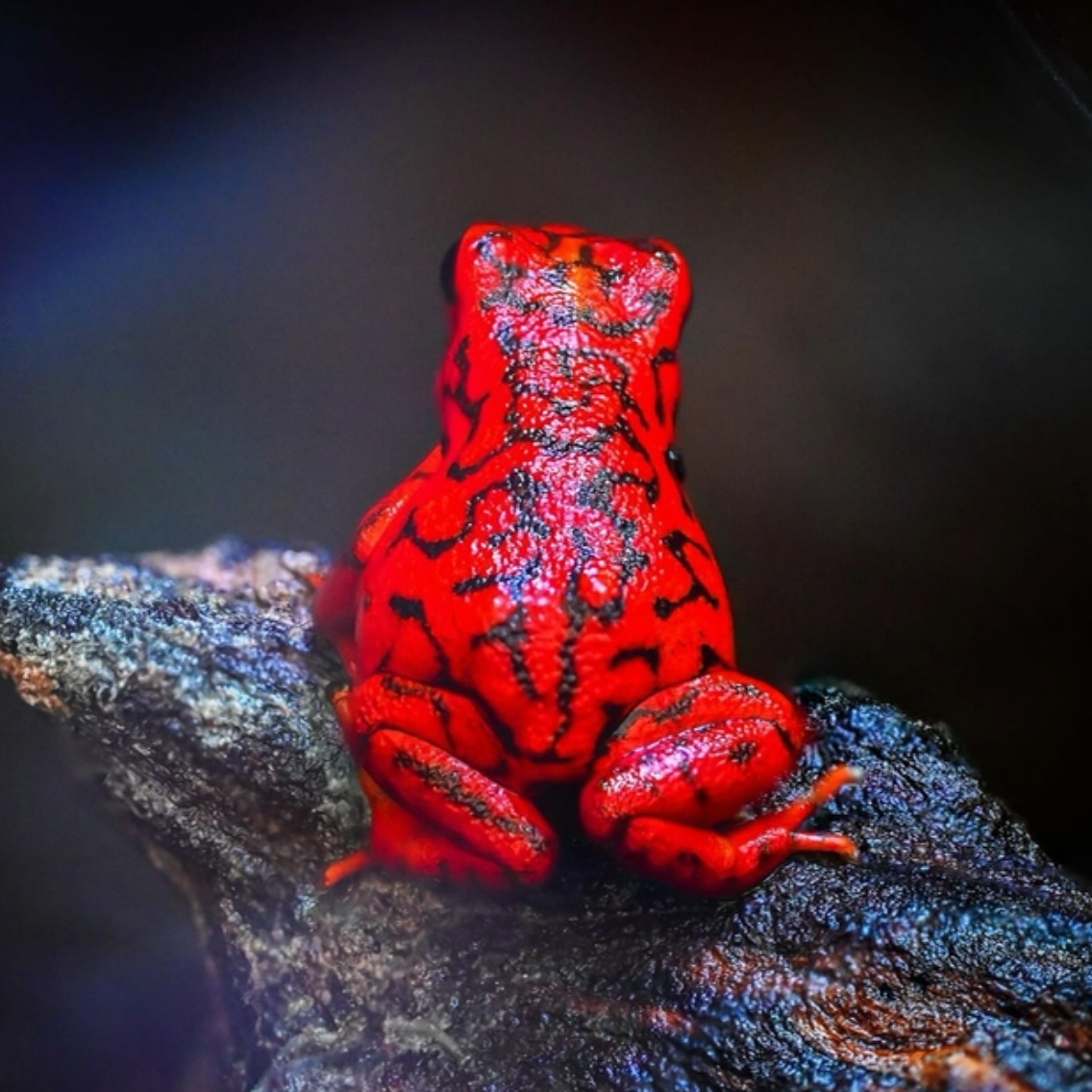 Oophaga vicentei 'Red'