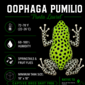 Oophaga pumilio 'Punta Lurel'