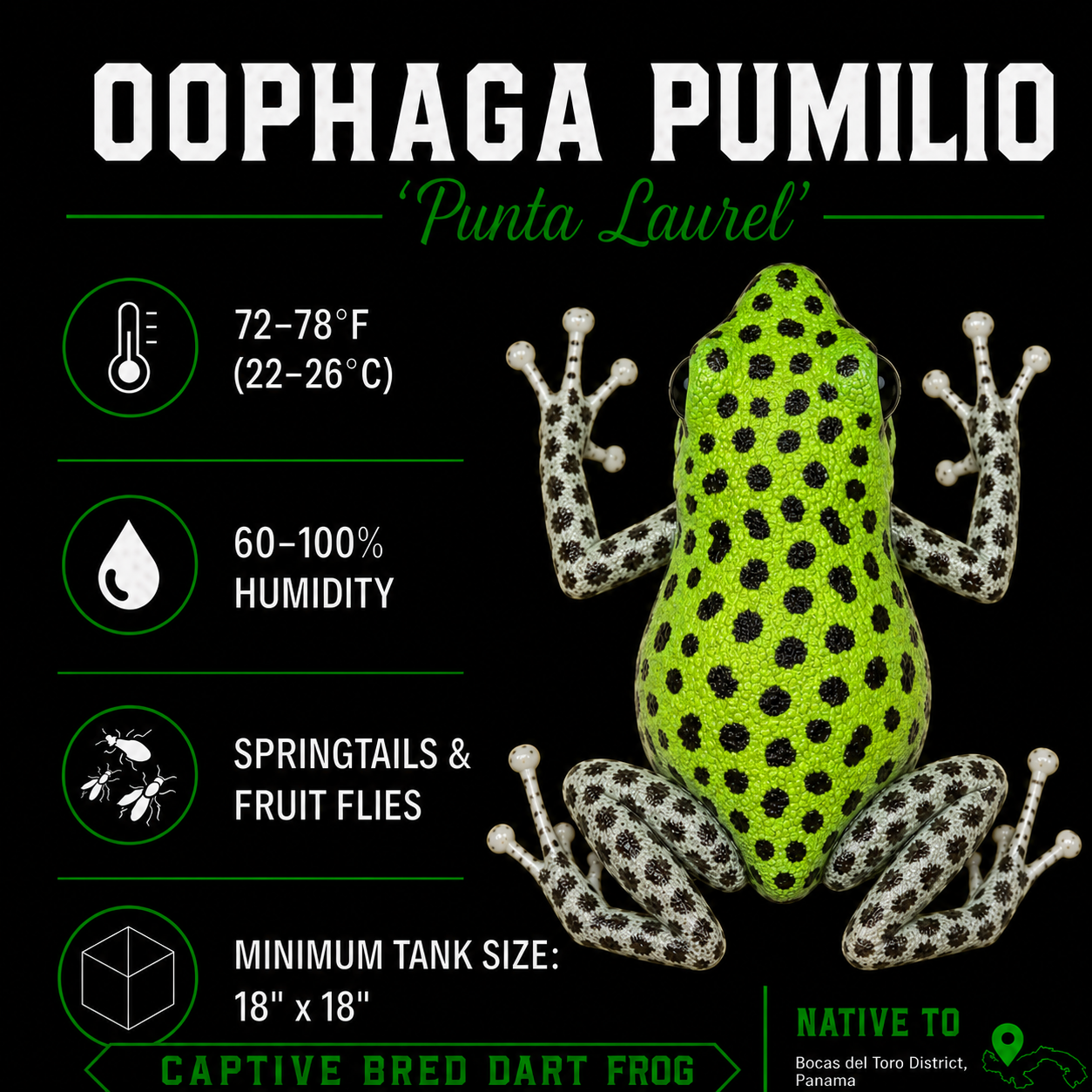 Oophaga pumilio 'Punta Lurel'