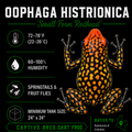 Oophaga histrionica 'Redhead - Small Form'