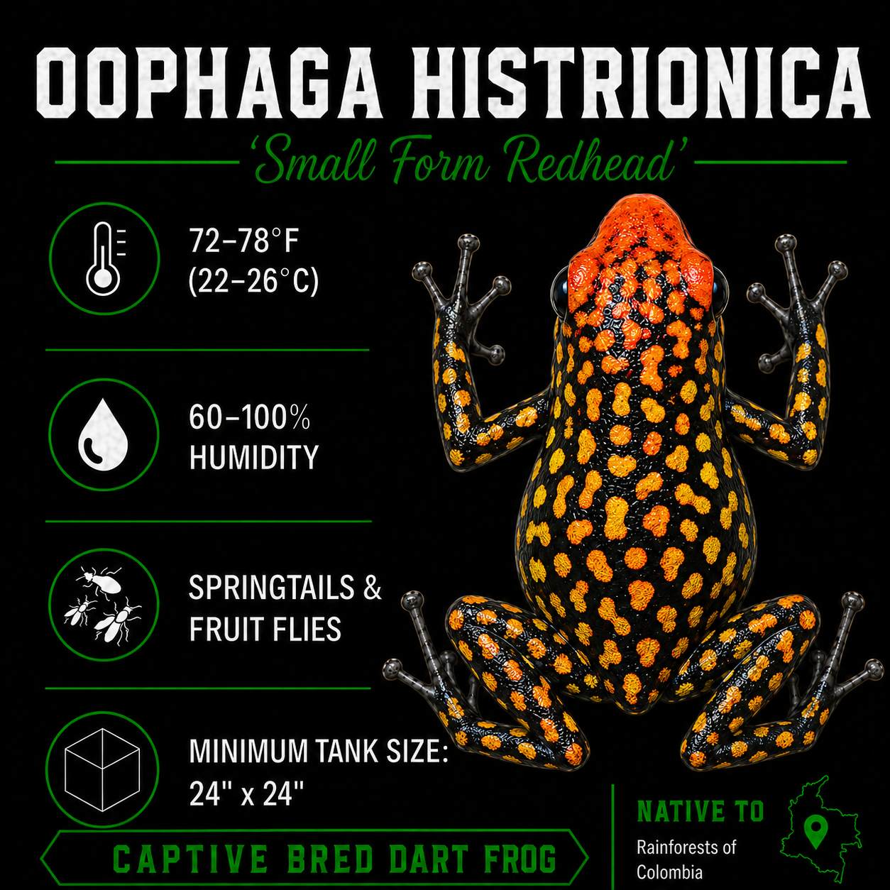 Oophaga histrionica 'Redhead - Small Form'