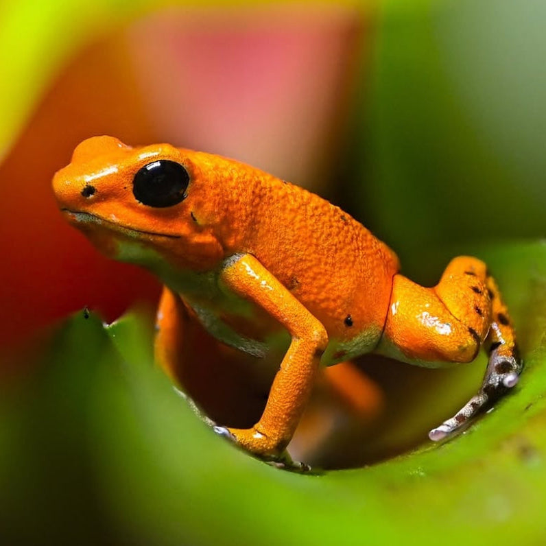Oophaga pumilio 'Bastimentos' - Red Frog Beach