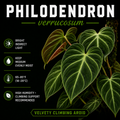 Philodendron verrucosum