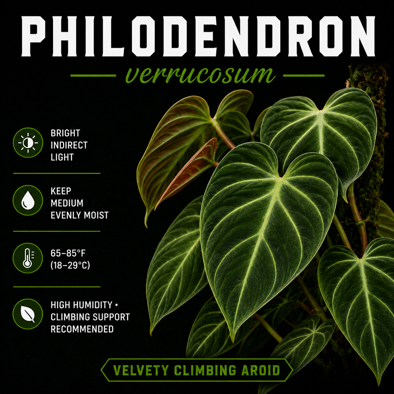 Philodendron verrucosum