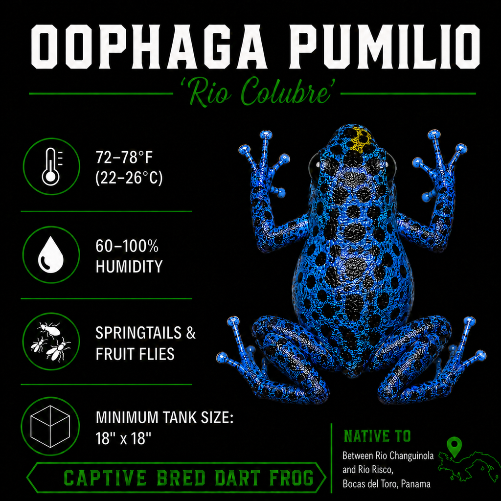Oophaga pumilio 'Rio Colubre'