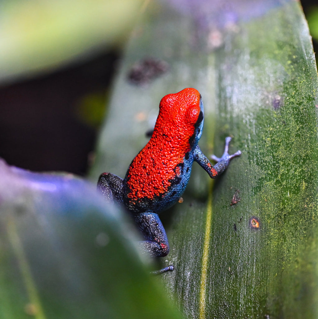 Oophaga pumilio 'Escudo'
