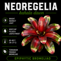 Neoregelia 'Kahala Dawn'