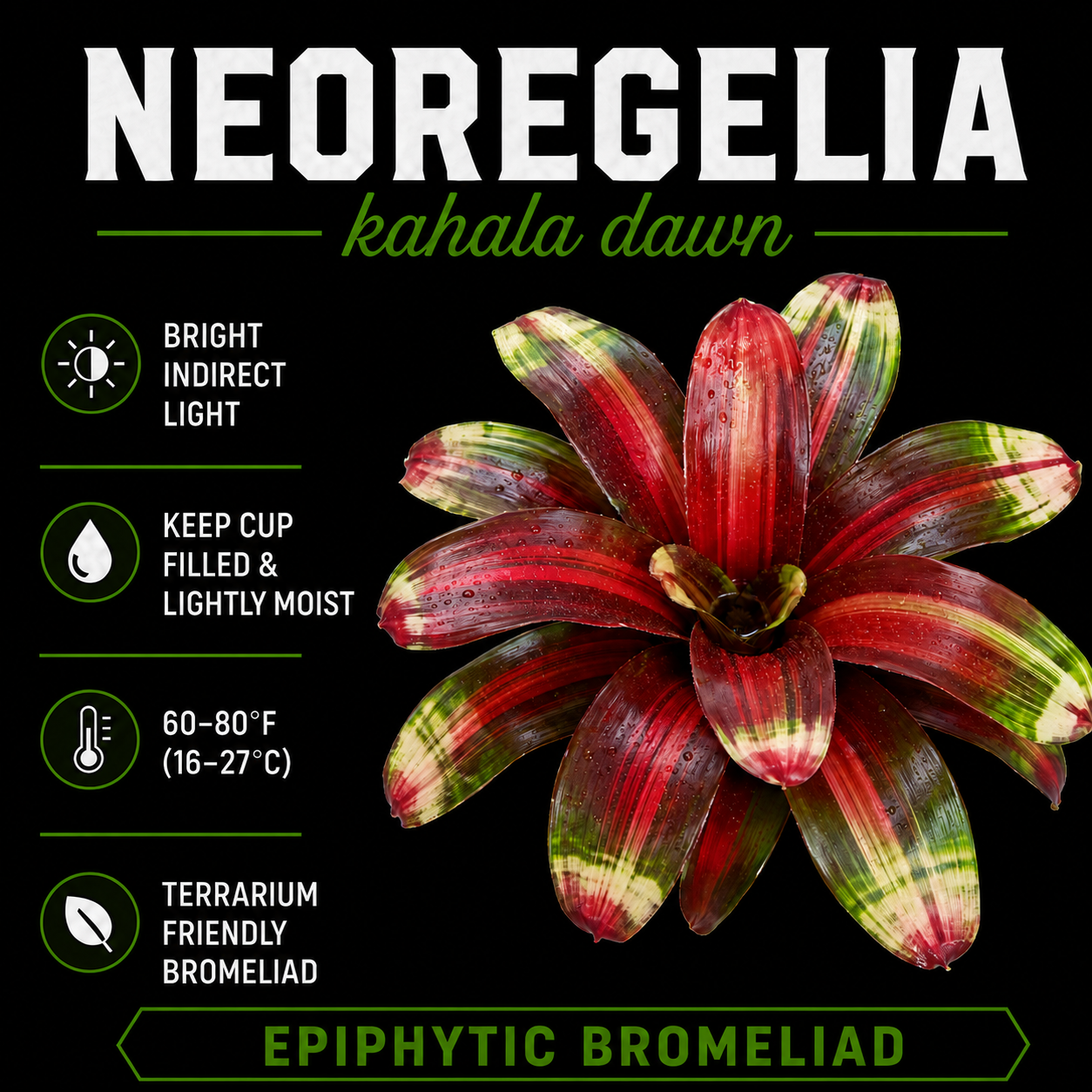 Neoregelia 'Kahala Dawn'