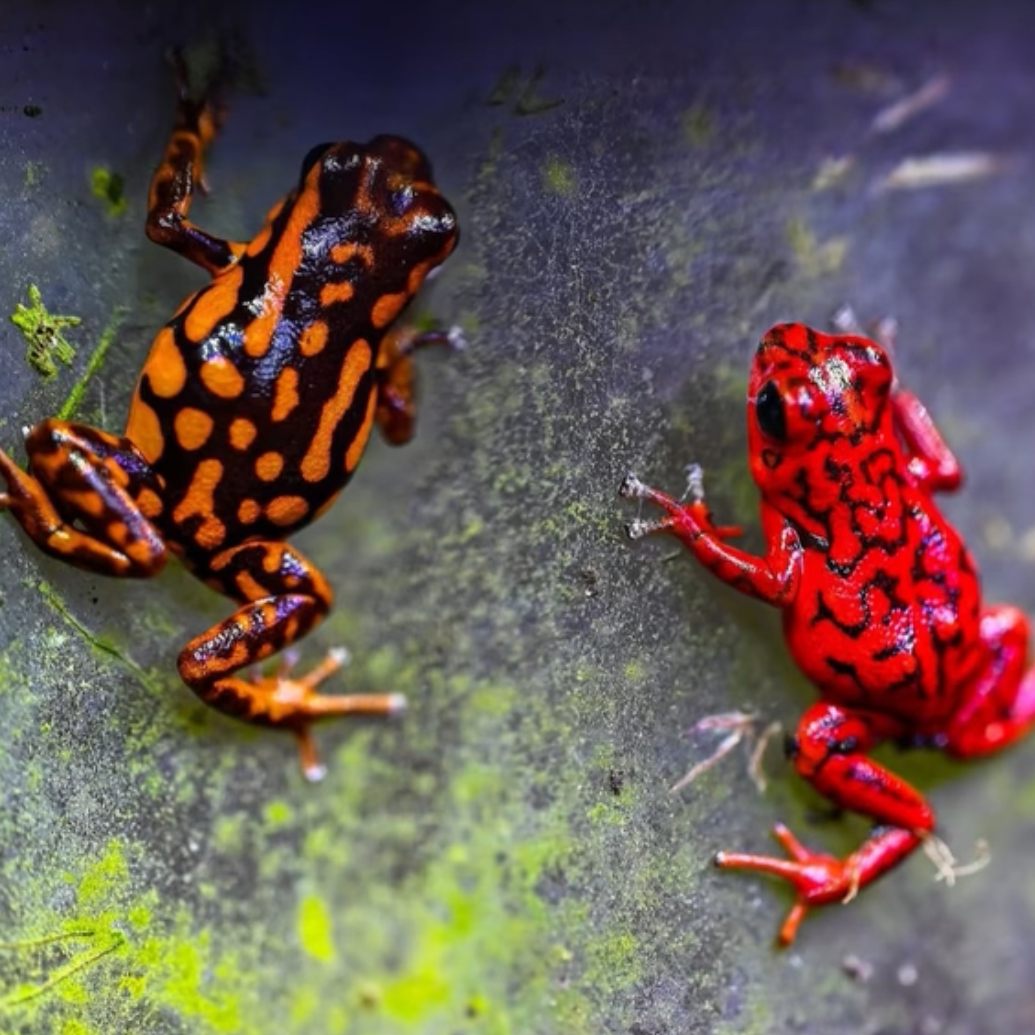 Oophaga vicentei 'Red'