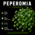 Peperomia scandens
