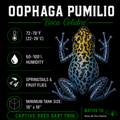 Oophaga pumilio 'Boca Colubre'