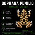 Oophaga pumilio 'Bastimentos' - Gold Dust