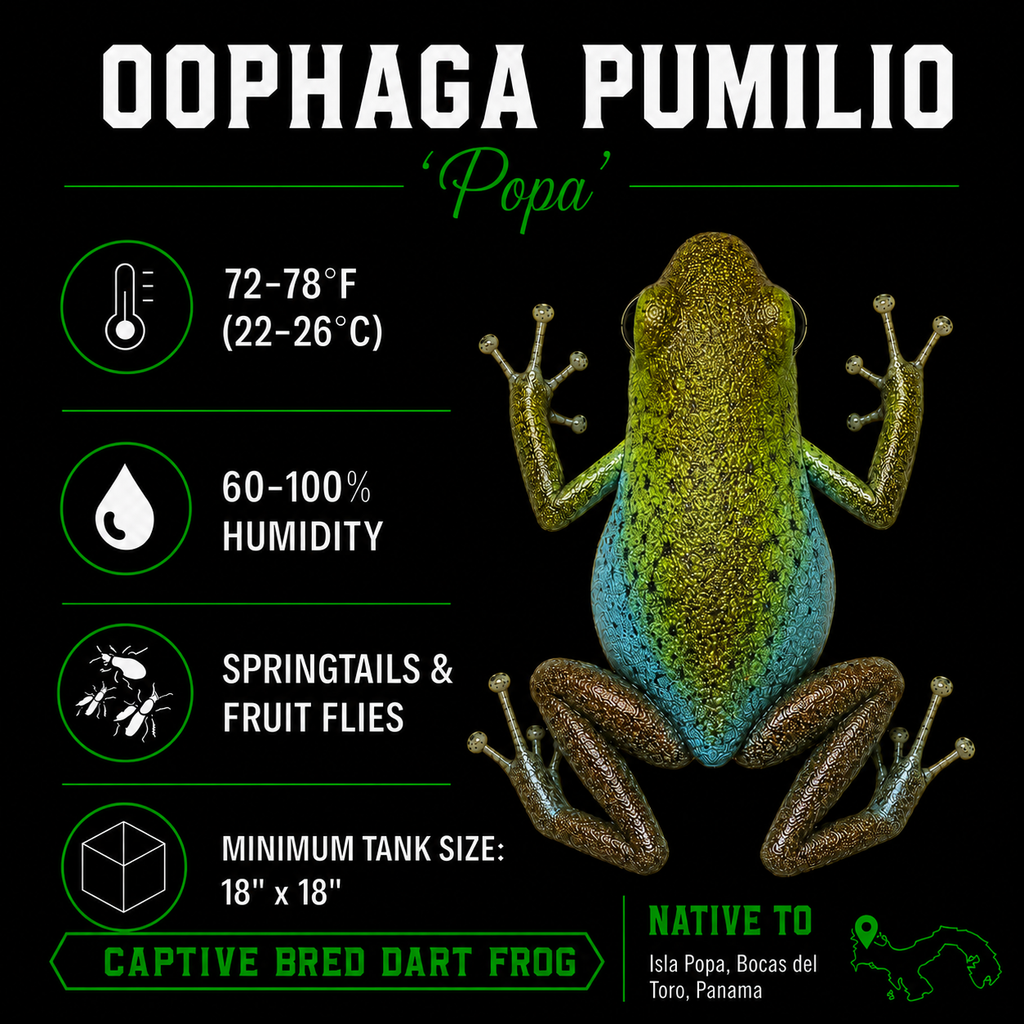 Oophaga pumilio 'Popa 1'