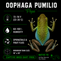 Oophaga pumilio 'Popa 1'