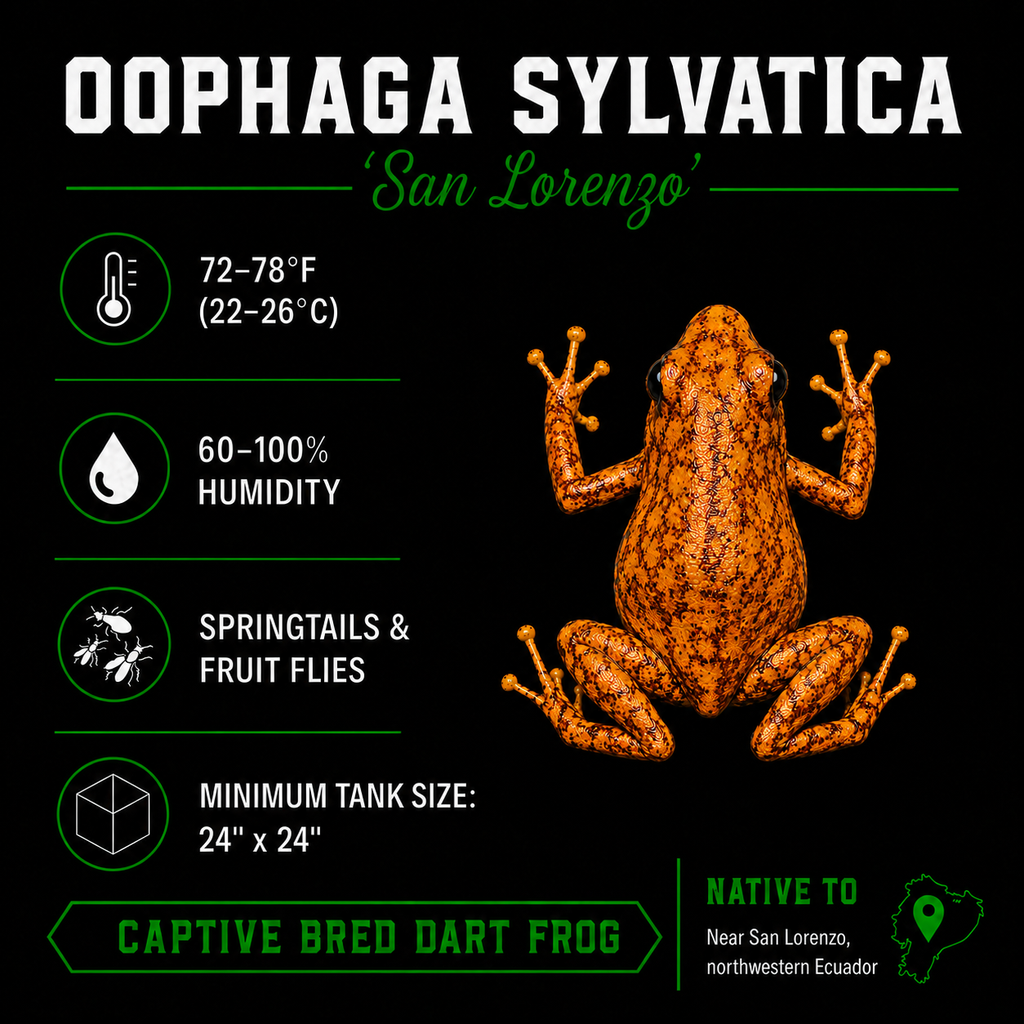 Oophaga sylvatica 'San Lorenzo'