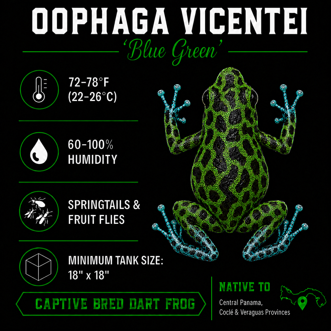 Oophaga vicentei 'Blue Green'