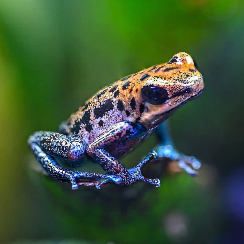 Oophaga pumilio 'Loma Colubre'
