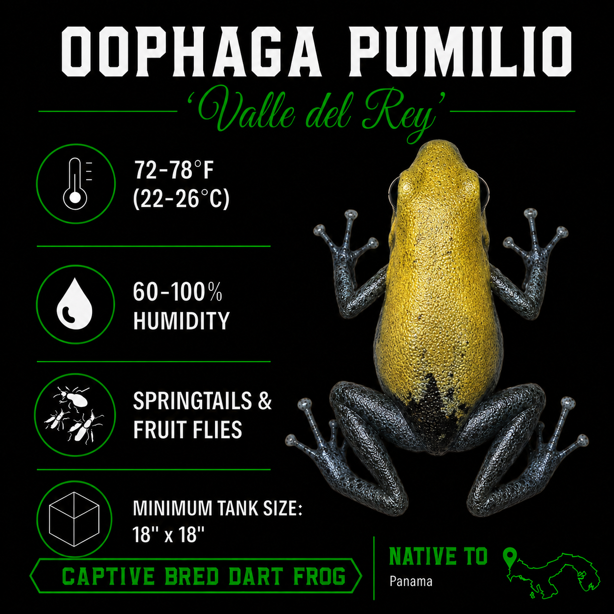 Oophaga pumilio 'Valle del Rey'