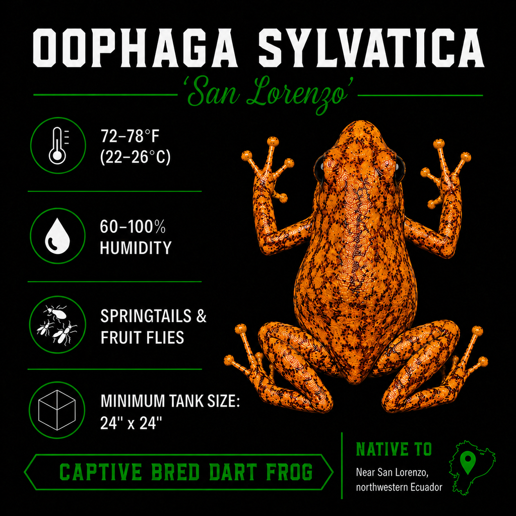 Oophaga sylvatica 'San Lorenzo'