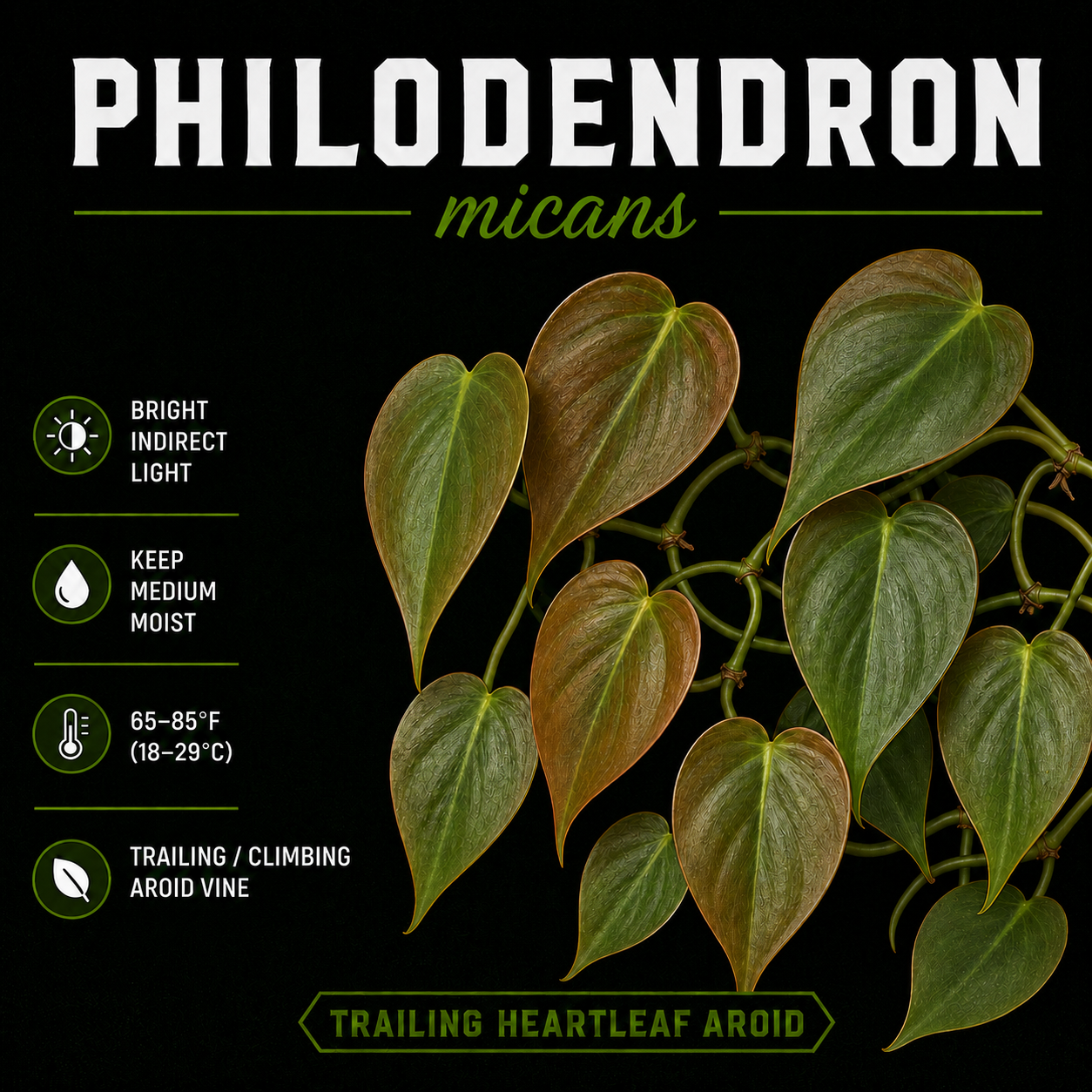Philodendron micans