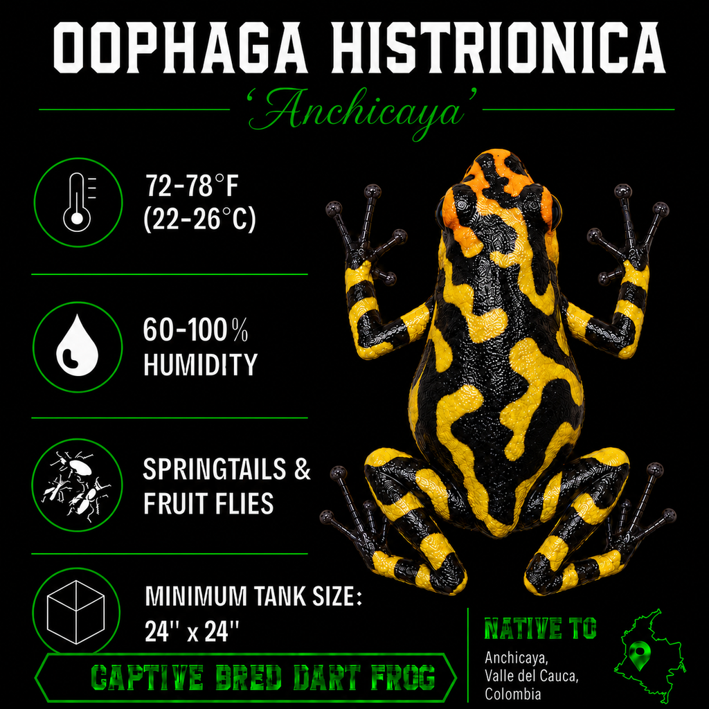Oophaga histrionica 'Anchicaya'