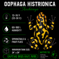 Oophaga histrionica 'Anchicaya'