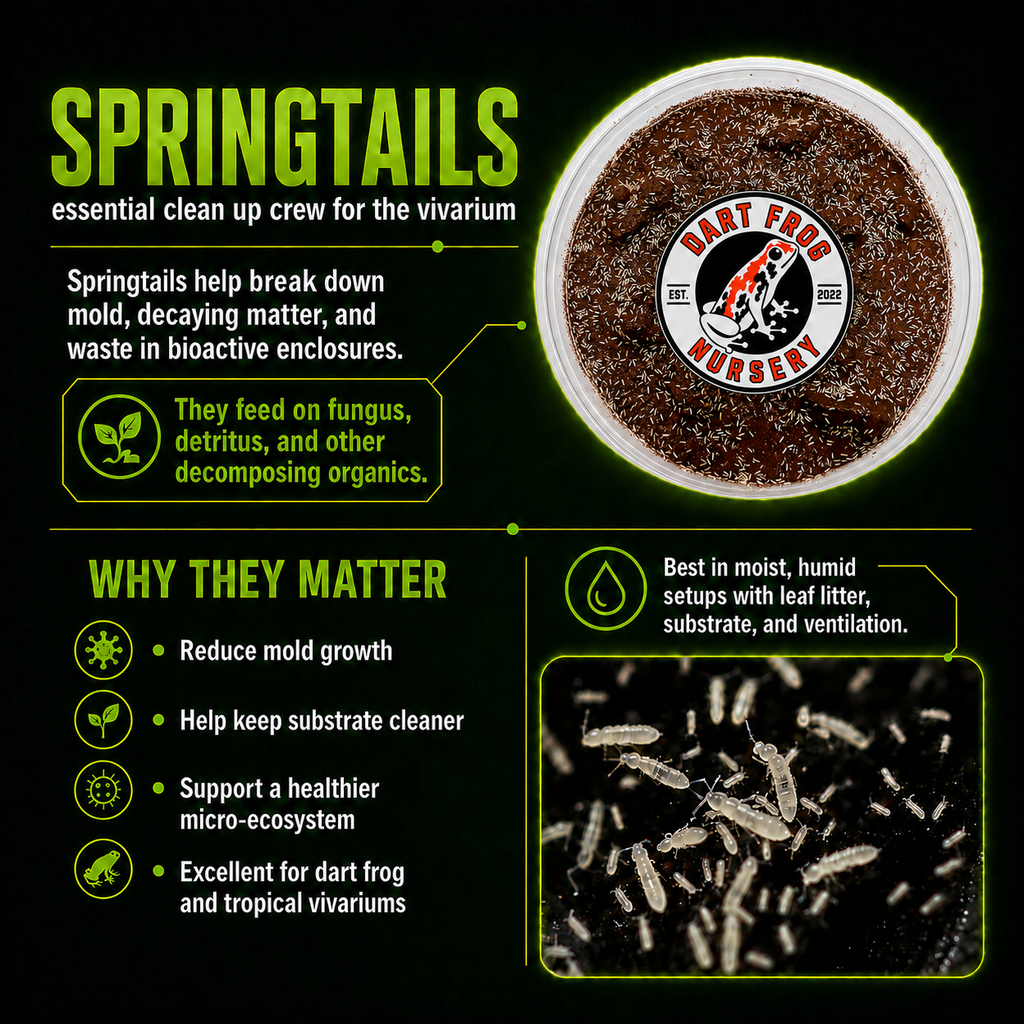 Temperate Springtails