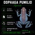 Oophaga pumilio 'Aguacate'