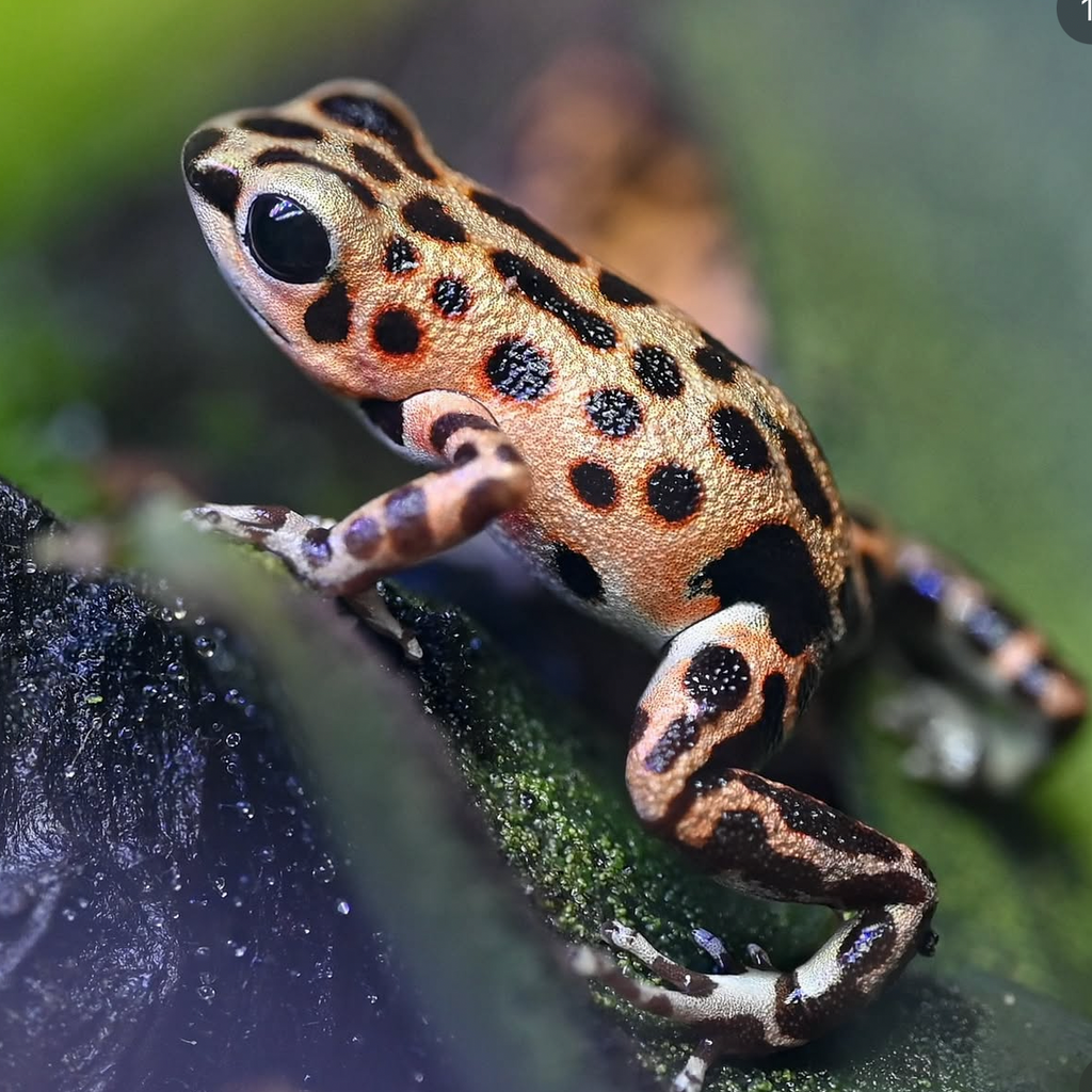 Oophaga pumilio 'Bastimentos' - Gold Dust