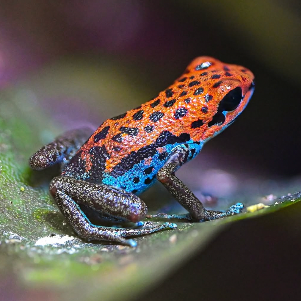 Oophaga pumilio 'Loma Colubre'