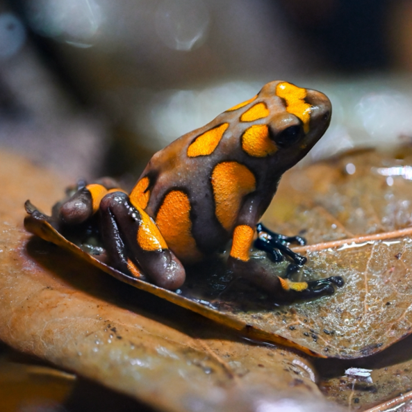 Oophaga histrionica 'Yellow Brown Blotched'
