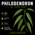 Philodendron sp. ‘Lance Leaf’