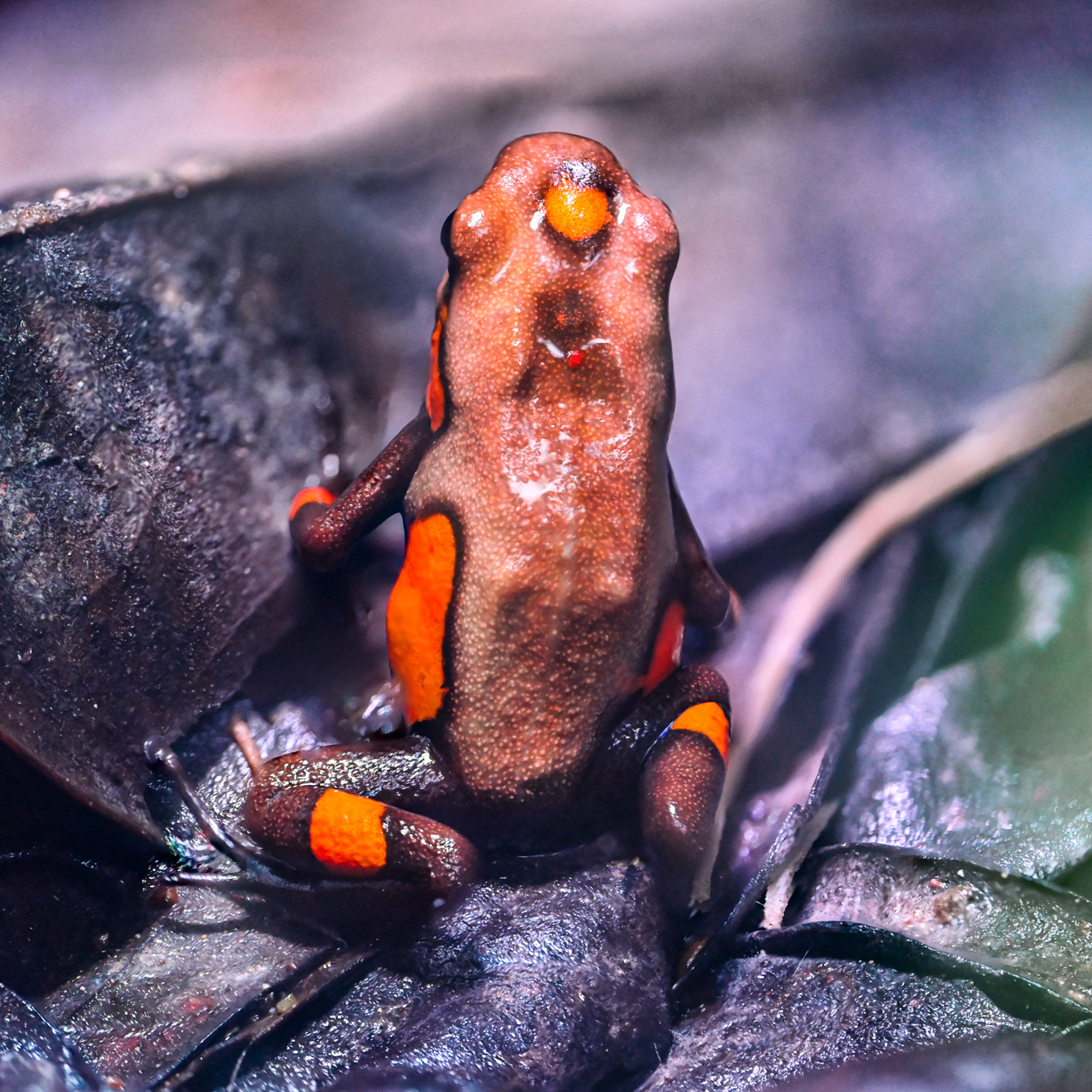 Oophaga andresi 'Tado'