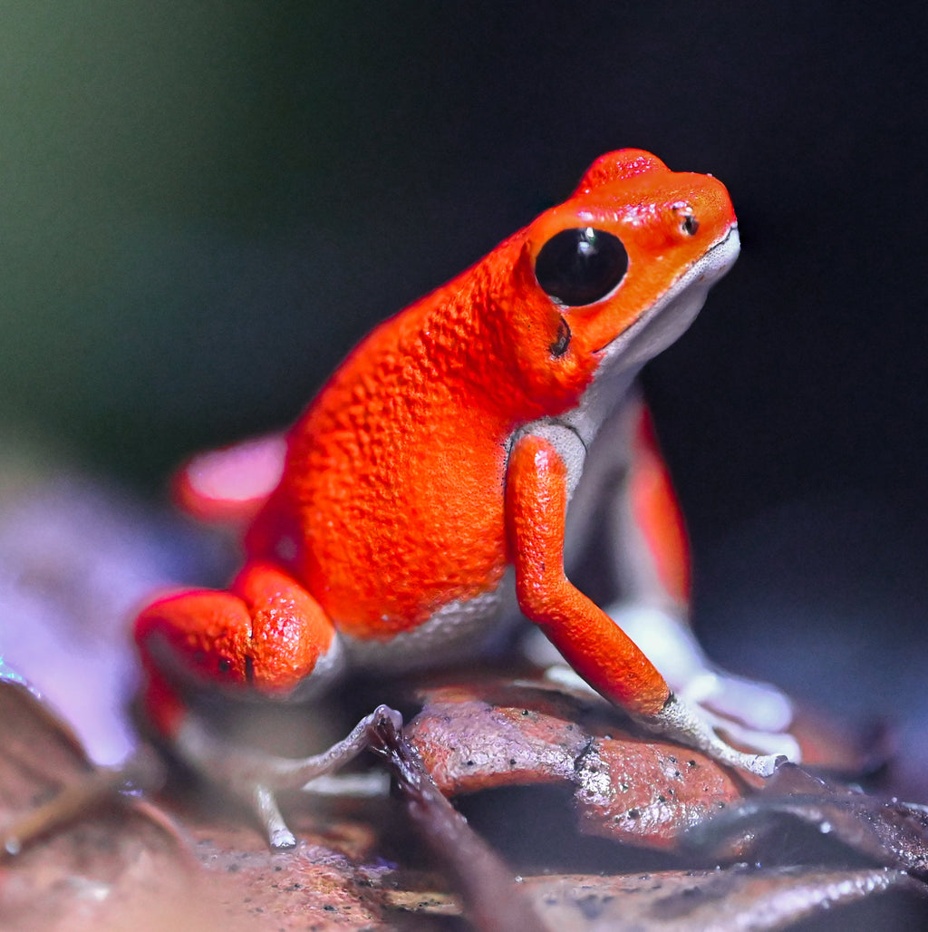 Oophaga pumilio 'Bastimentos' - Red Frog Beach