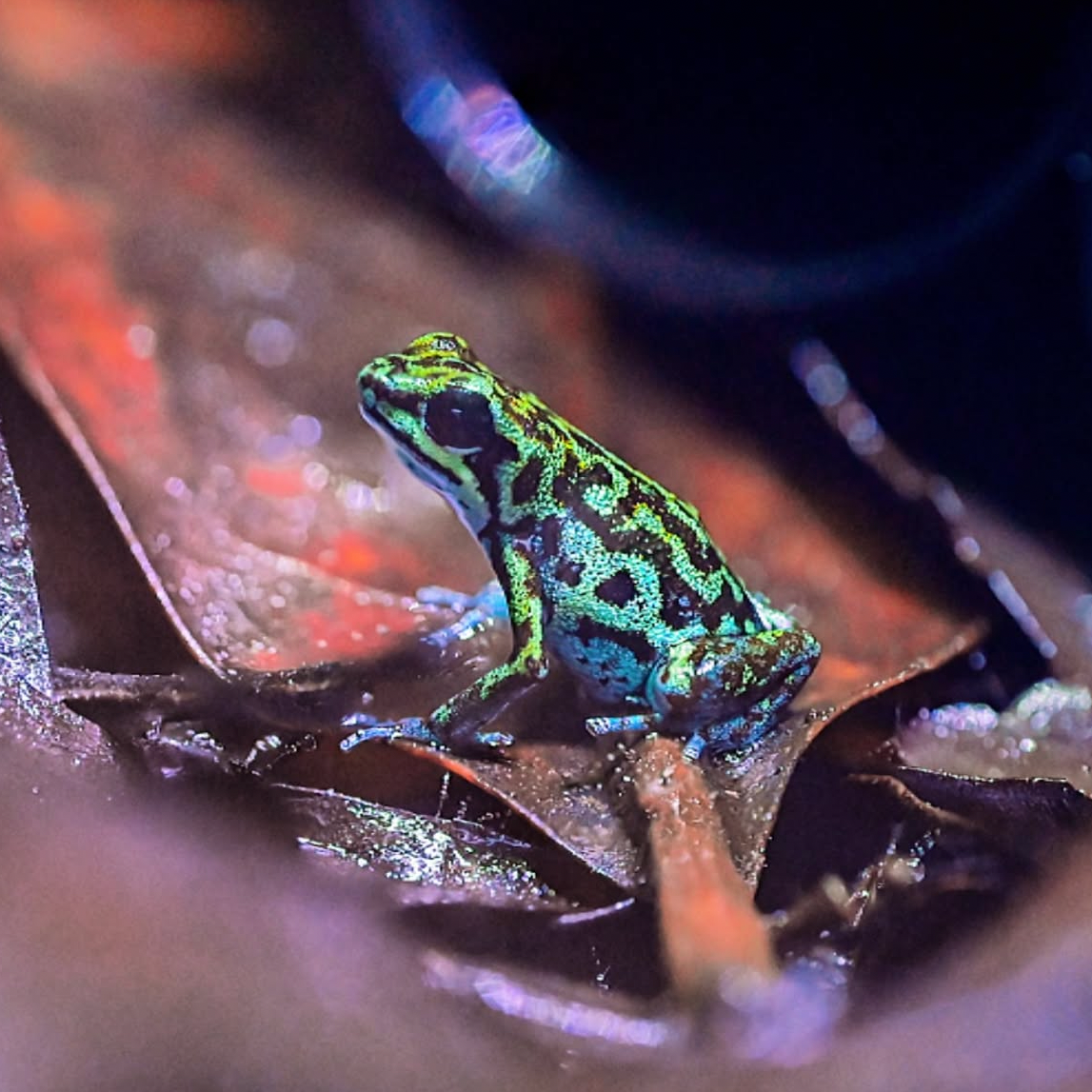 Oophaga vicentei 'Blue Green'