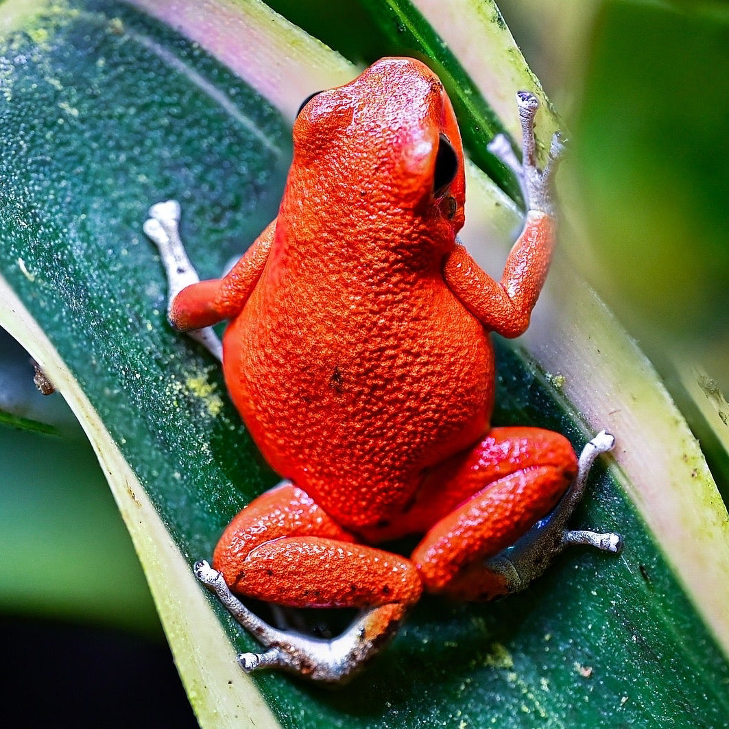 Oophaga pumilio 'Bastimentos' - Red Frog Beach