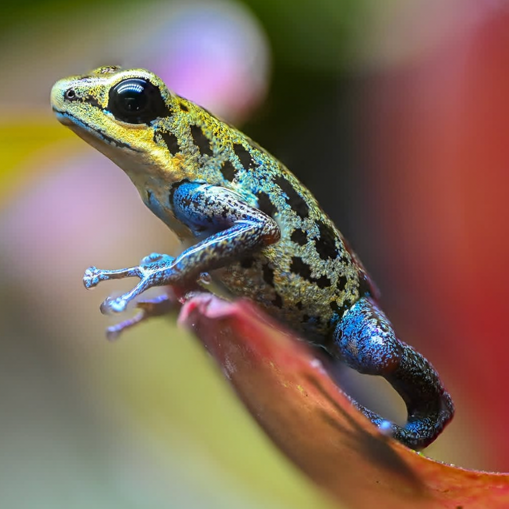 Oophaga pumilio 'Loma Colubre'