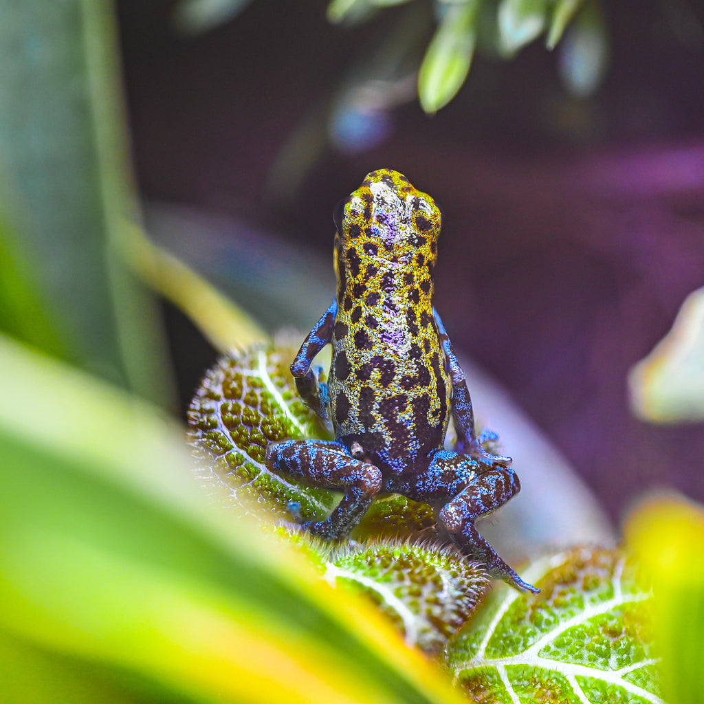 O. pumilio 'Loma Colubre' - Male (WYSIWYG)