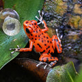 O. pumilio 'Bastimentos - Cemetery' - Male (WYSIWYG)