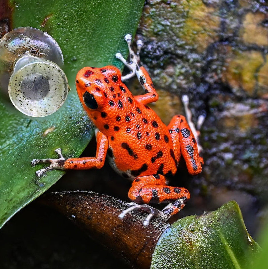 O. pumilio 'Bastimentos - Cemetery' - Male (WYSIWYG)