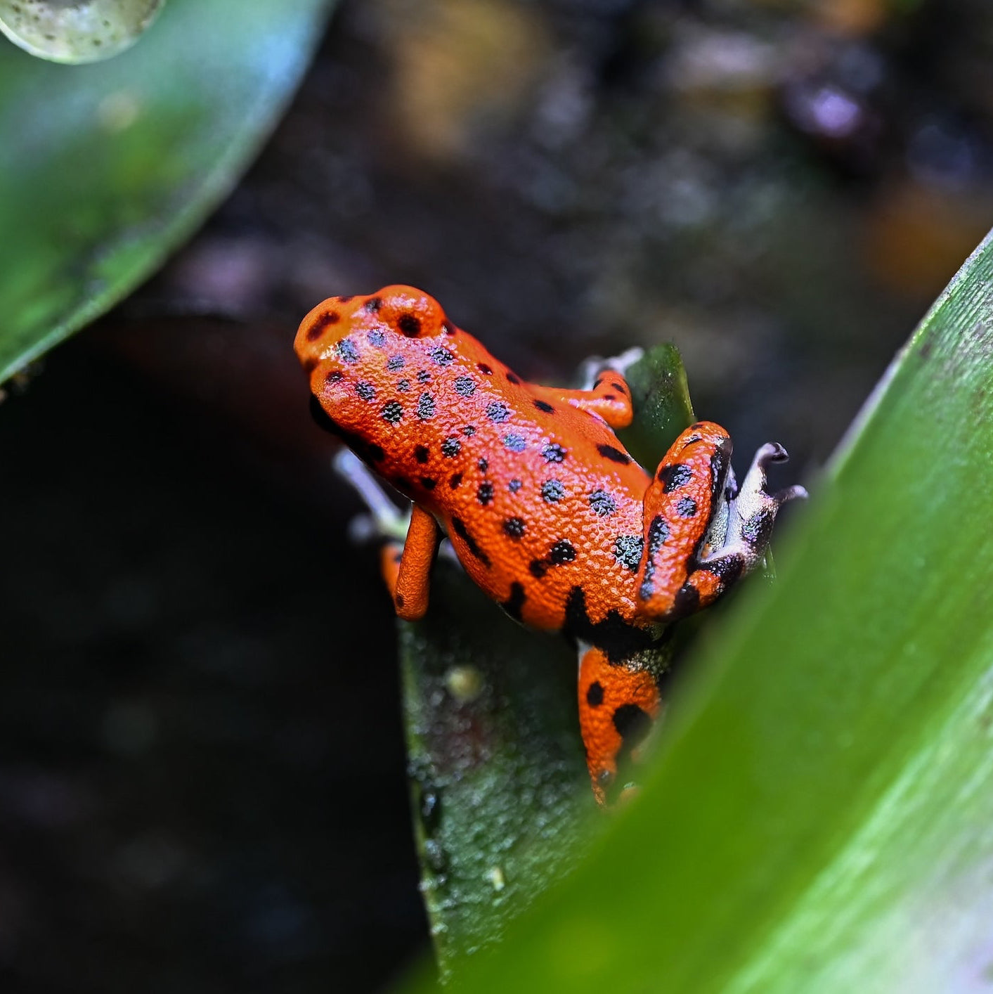 O. pumilio 'Bastimentos - Cemetery' - Male (WYSIWYG)