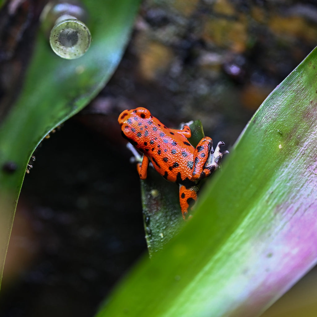 Oophaga pumilio 'Cemetery Bastimentos' - Red