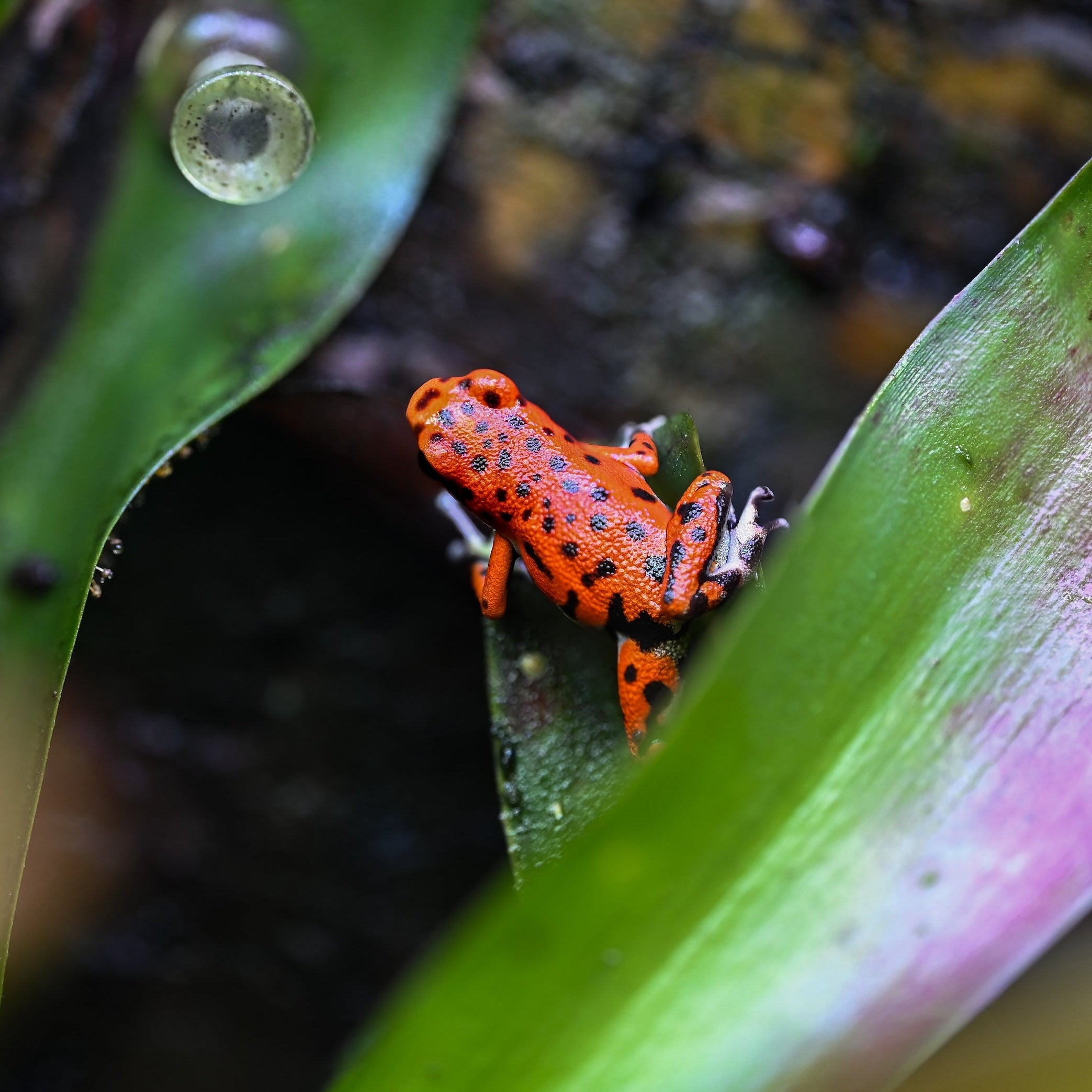 Oophaga pumilio 'Cemetery Bastimentos' - Red
