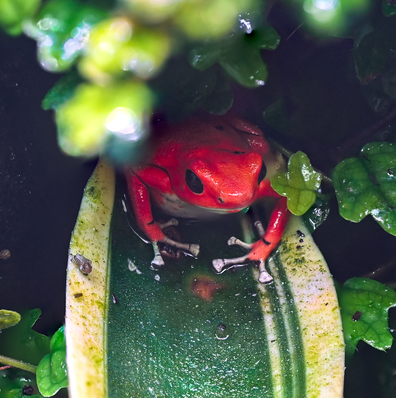 O. pumilio 'Red Frog Beach' - Female (WYSIWYG)