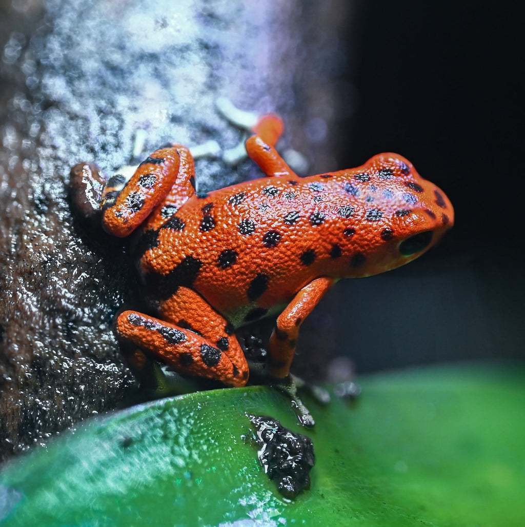 O. pumilio 'Bastimentos - Cemetery' - Male (WYSIWYG)
