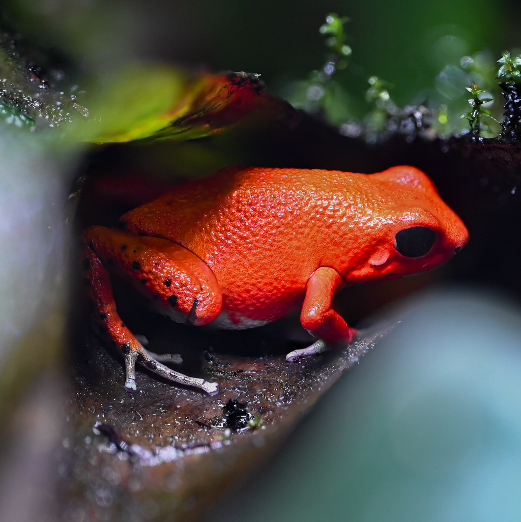 O. pumilio 'Red Frog Beach' - Female (WYSIWYG)
