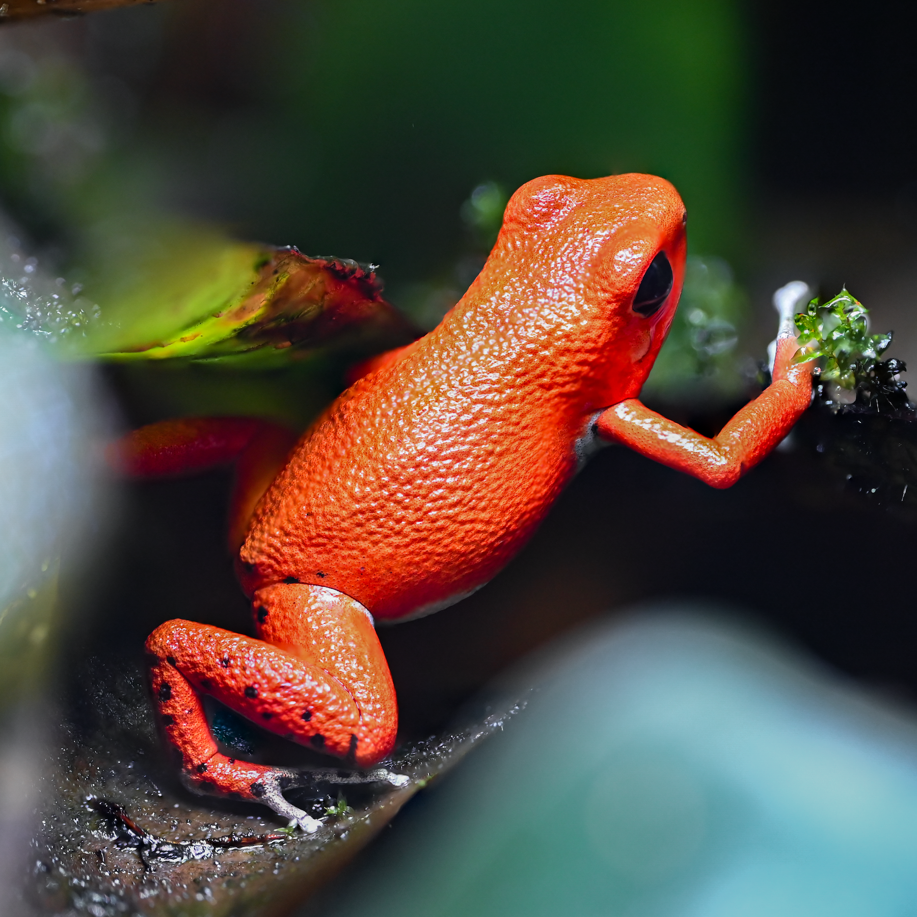 O. pumilio 'Red Frog Beach' - Female (WYSIWYG)